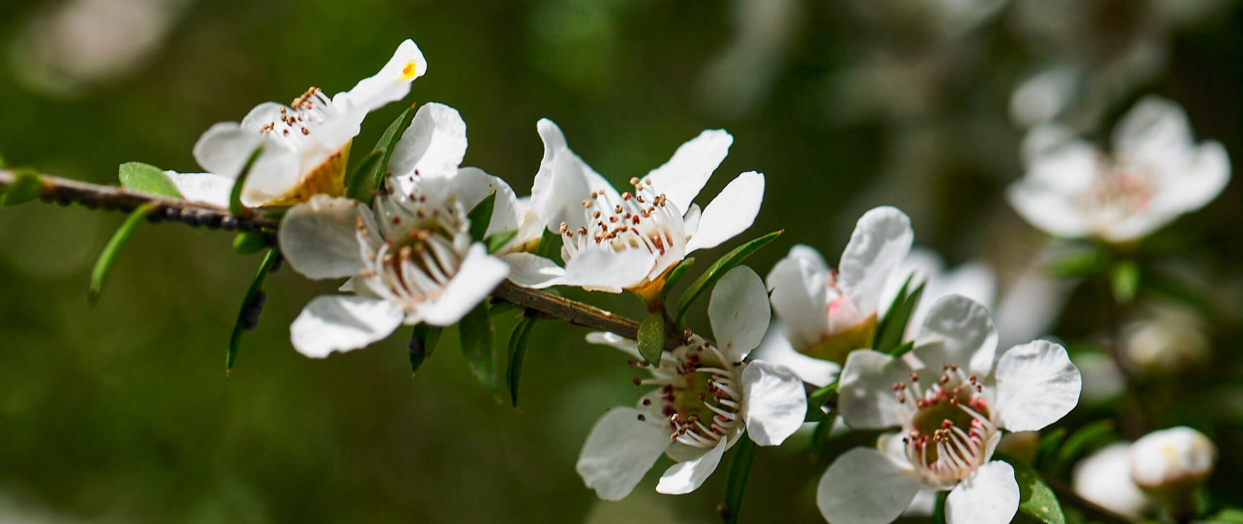 100% New Zealand. 0% syrup. The new EU honey rules just caught up with us.