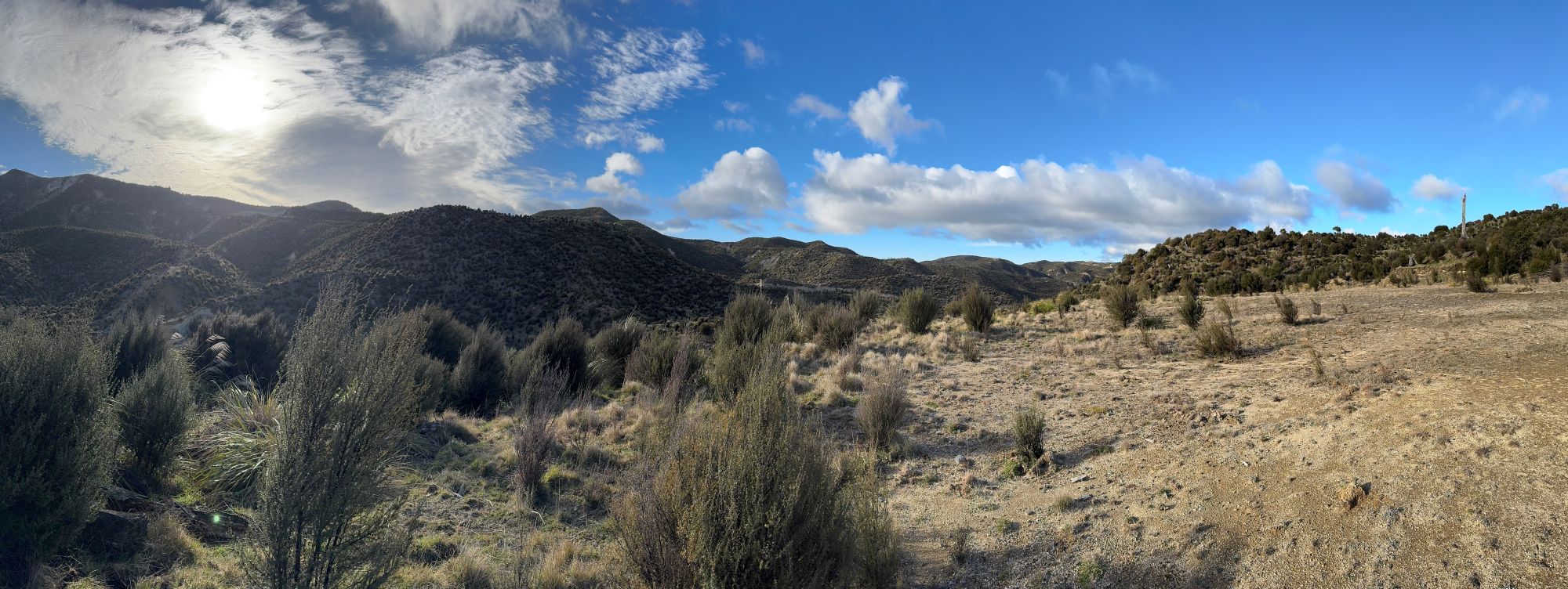 Why Millions of Manuka Trees Are Being Planted in New Zealand