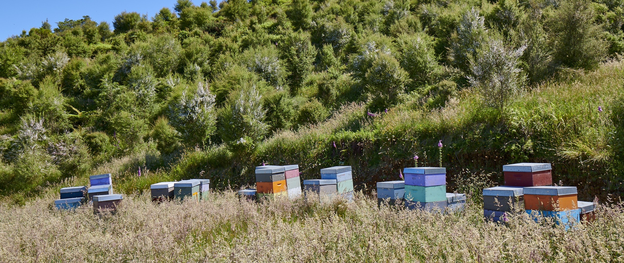 The Remarkable Story of the Manuka Tree