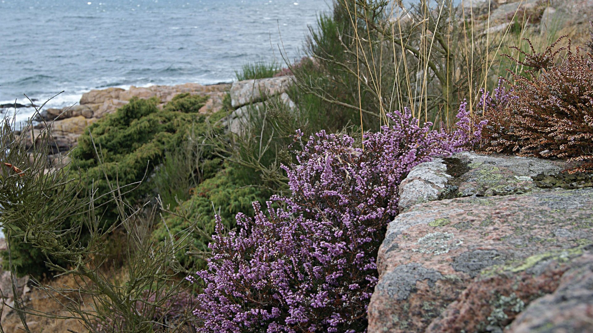 Manuka and the world's other prized honeys: heather, sidr, black seed, thyme